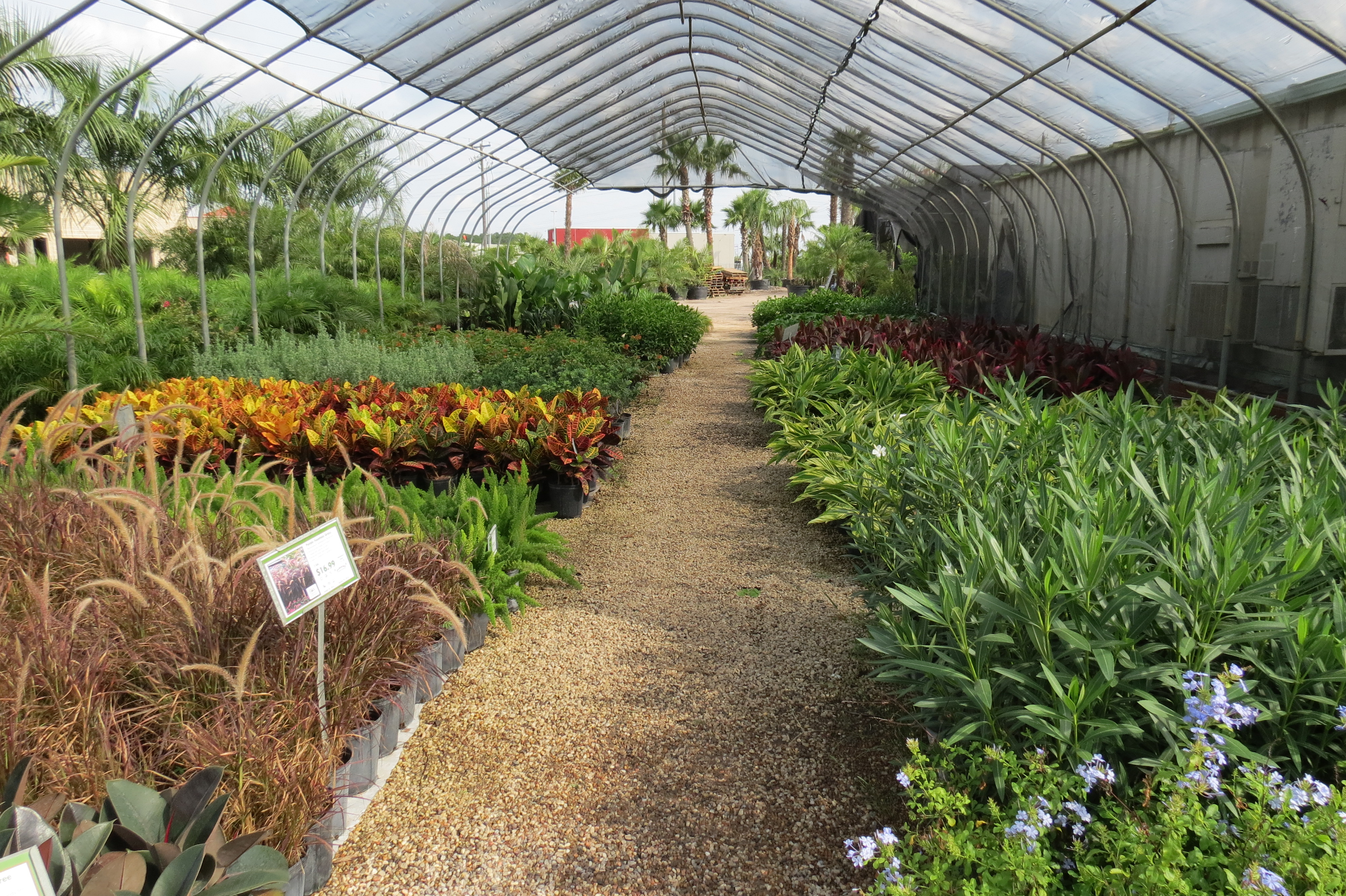 Plants