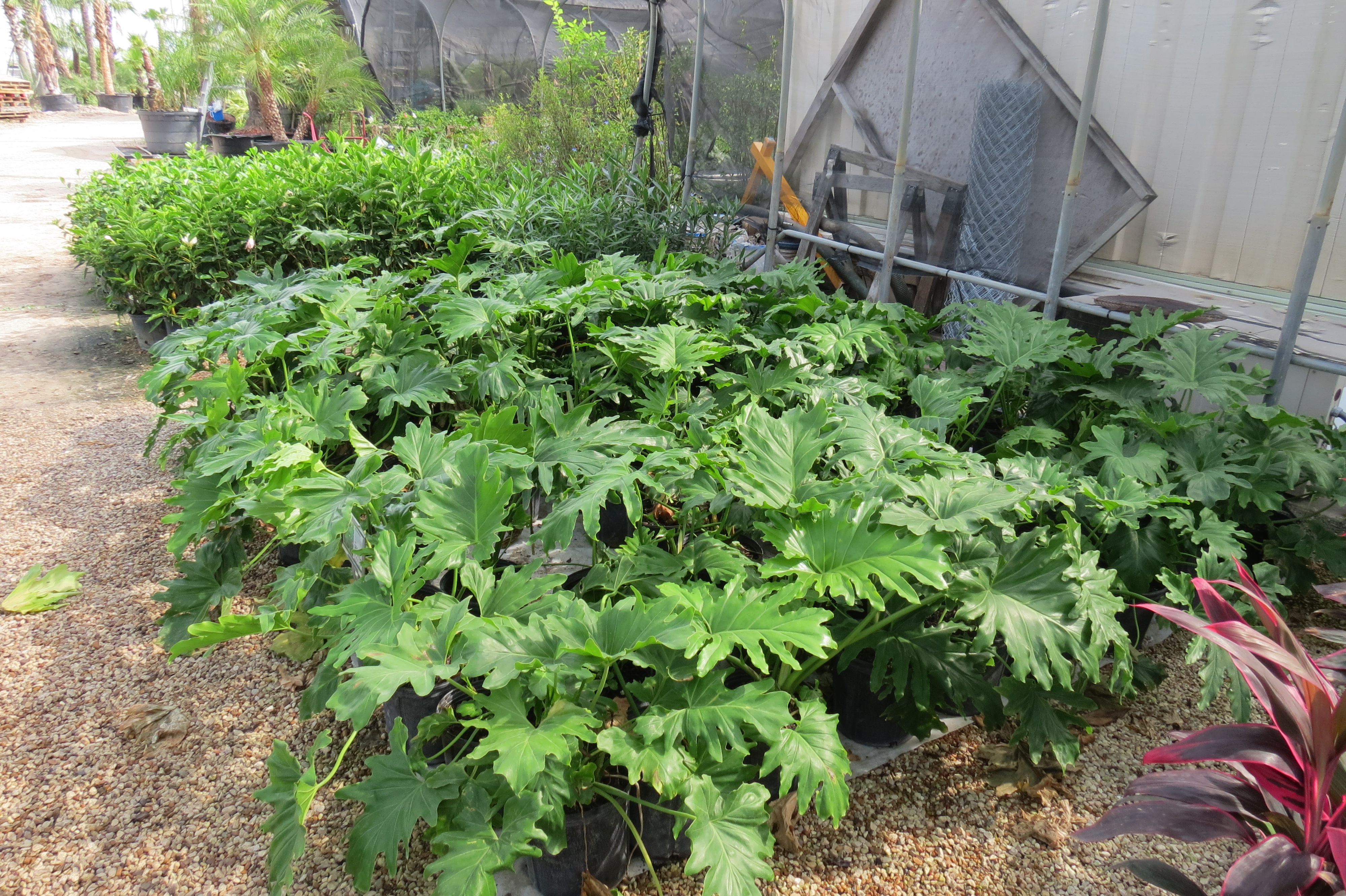 Plants